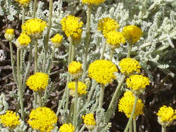 Image of lavender cotton