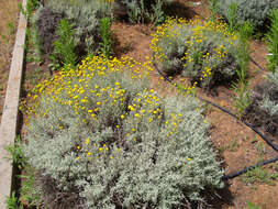 Image of lavender cotton