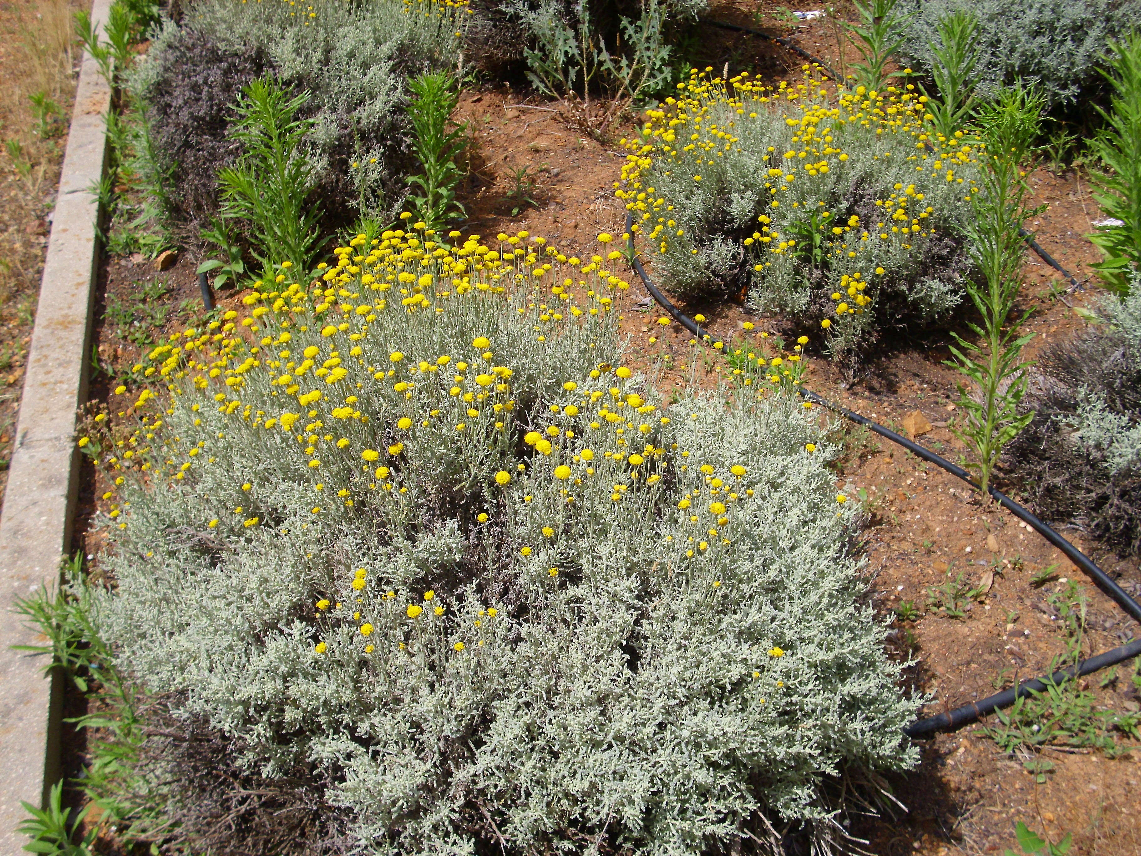 Image of lavender cotton