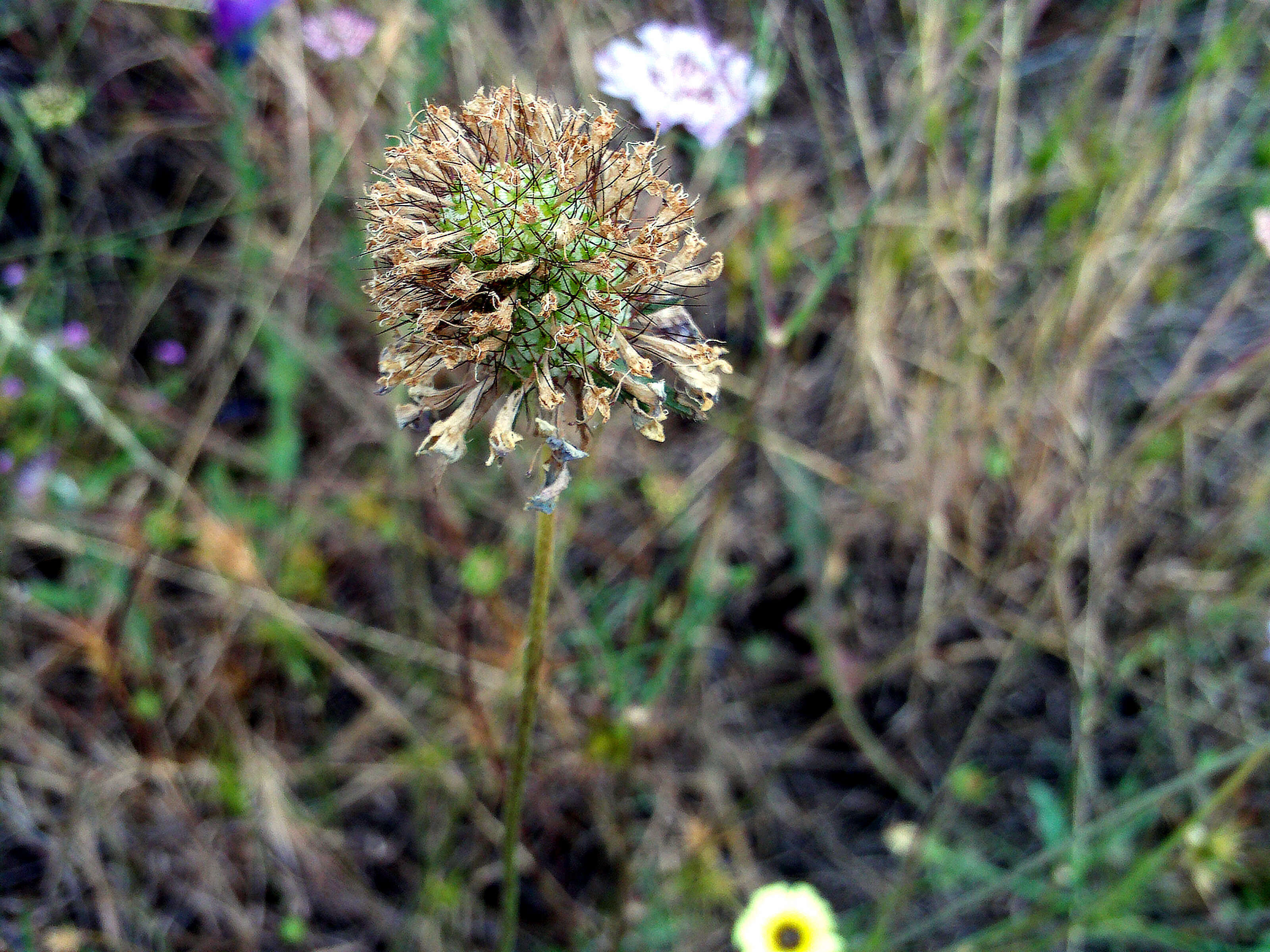 Image of Mediterranean sweet scabious