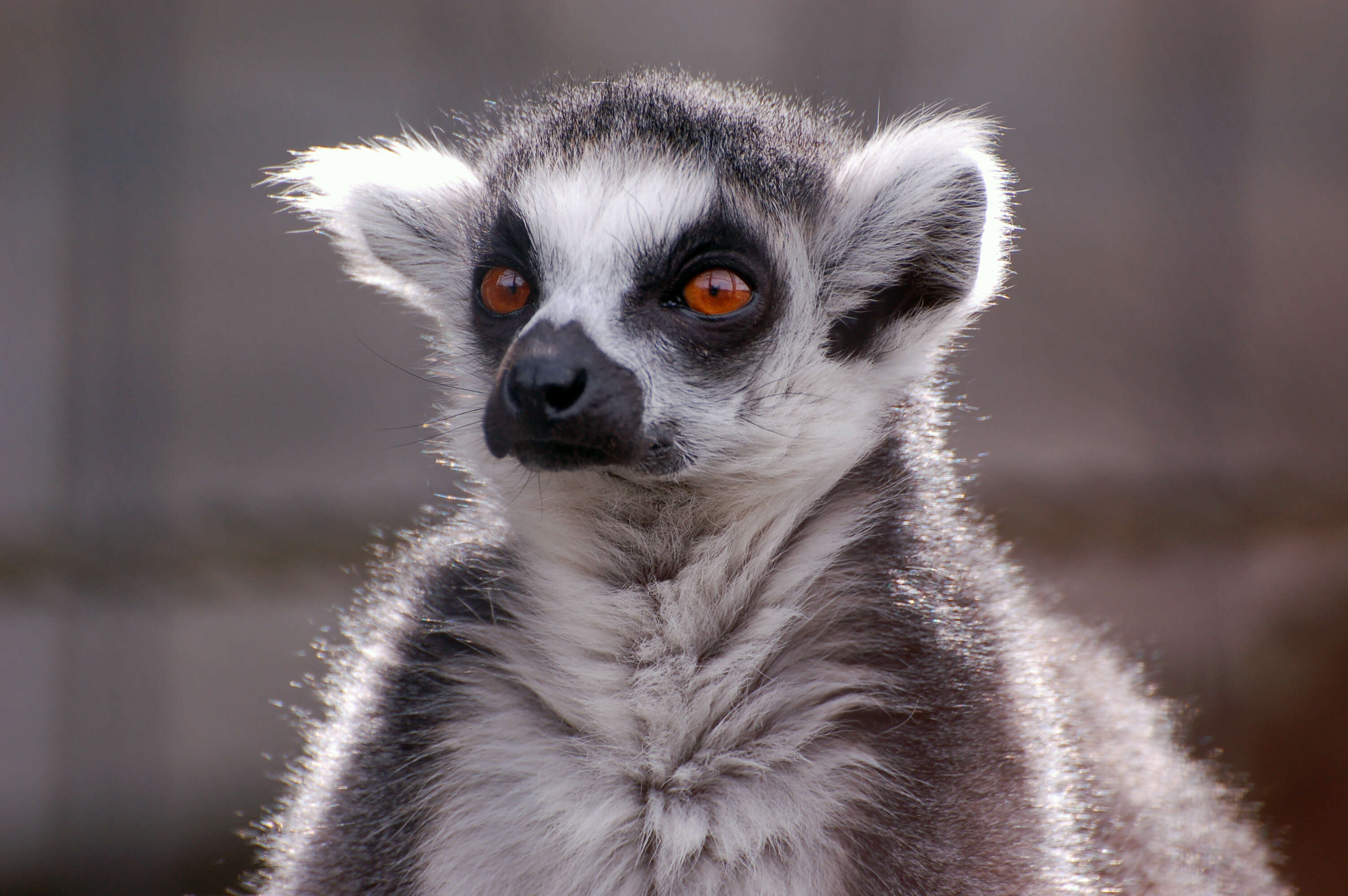 Image of Lemur Linnaeus 1758