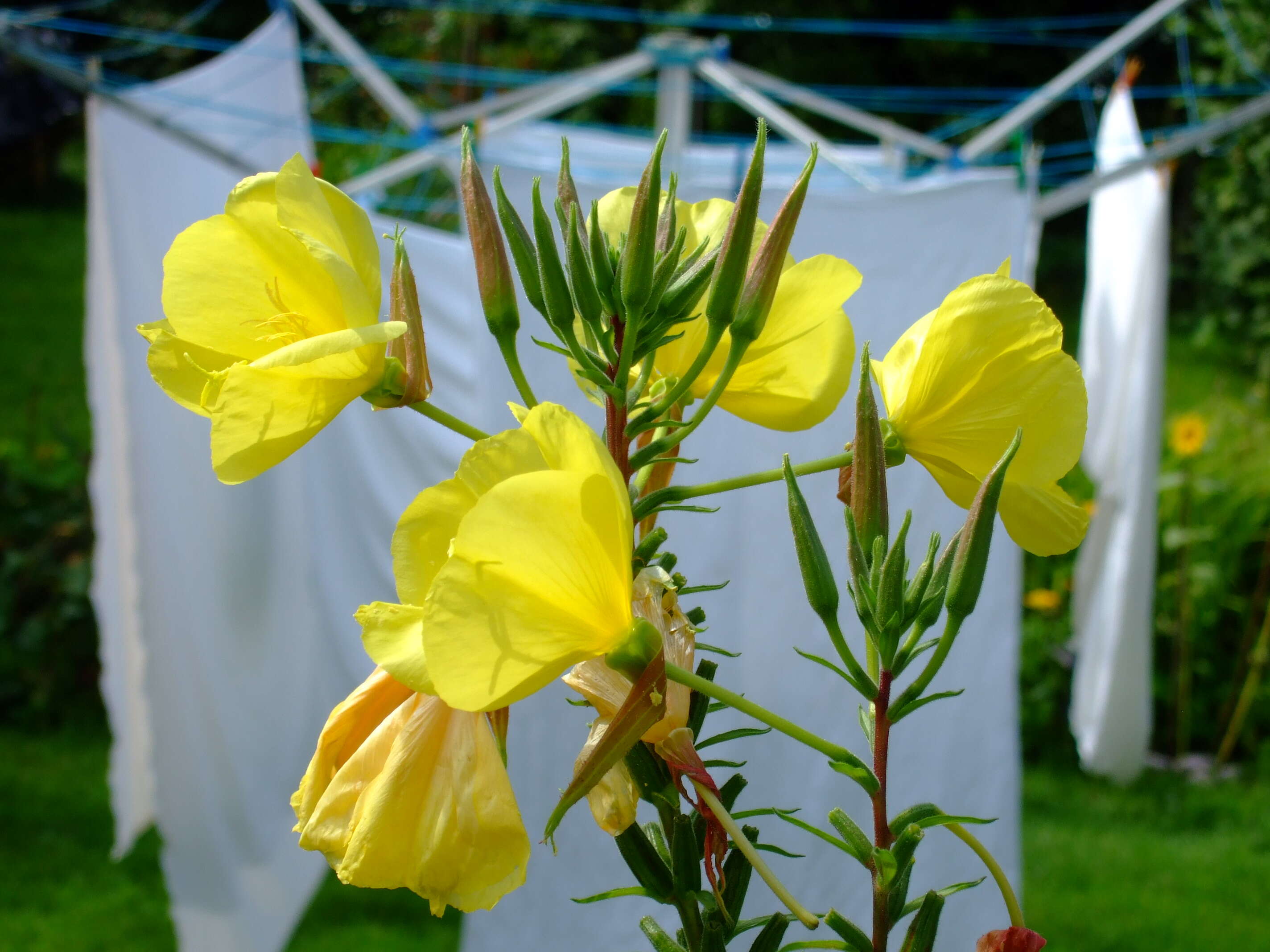 Image of redsepal evening primrose