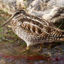 Image of Solitary Snipe