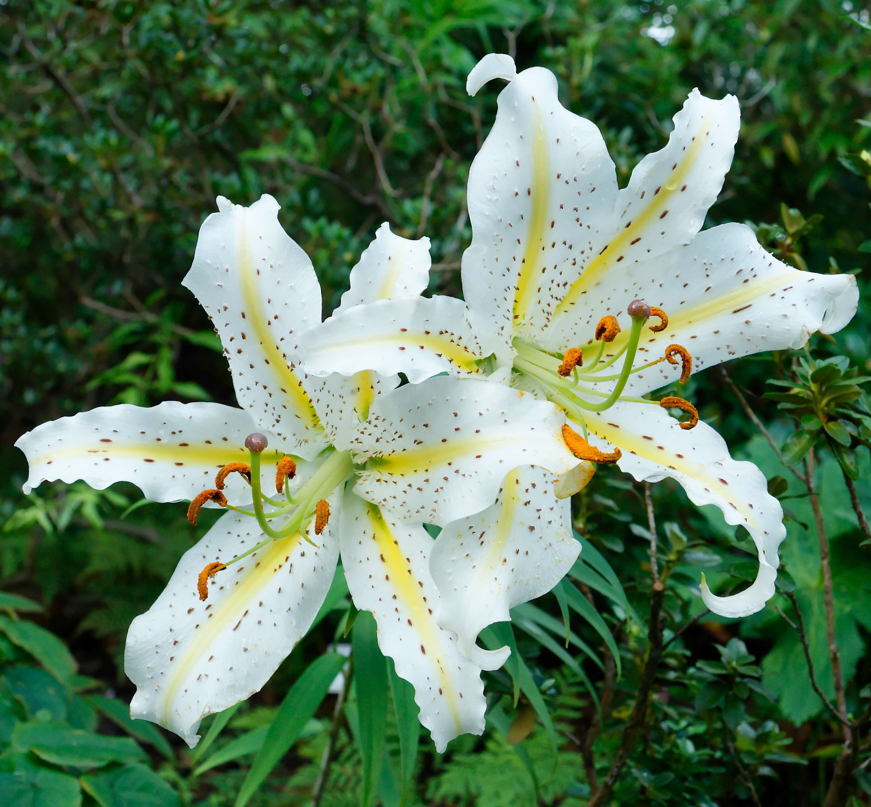 Lilium auratum Lindl. resmi