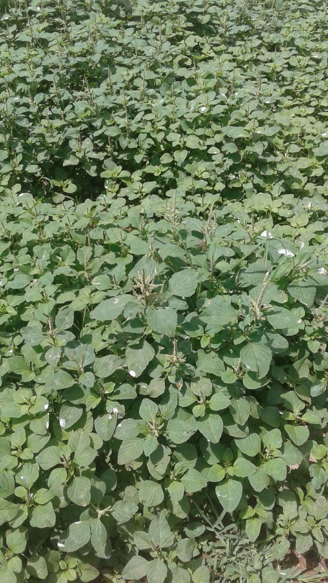 Amaranthus dubius Mart. resmi