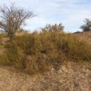 صورة Ephedra ochreata Miers