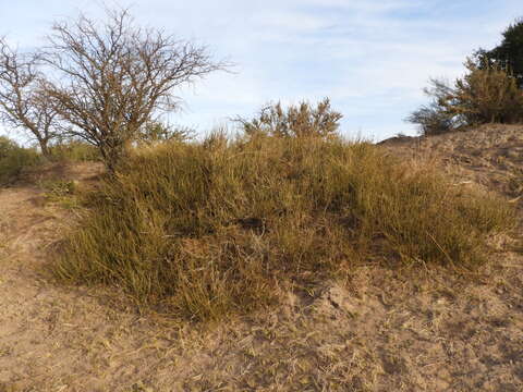 صورة Ephedra ochreata Miers