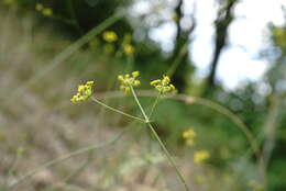 Bupleurum asperuloides Heldr. ex Boiss. resmi