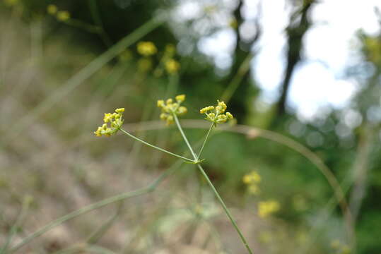 Image of Bupleurum asperuloides Heldr. ex Boiss.