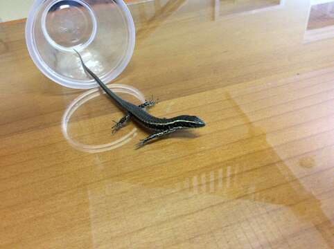 Image of Eastern Water Skink