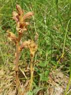 Orobanche teucrii Holandre的圖片