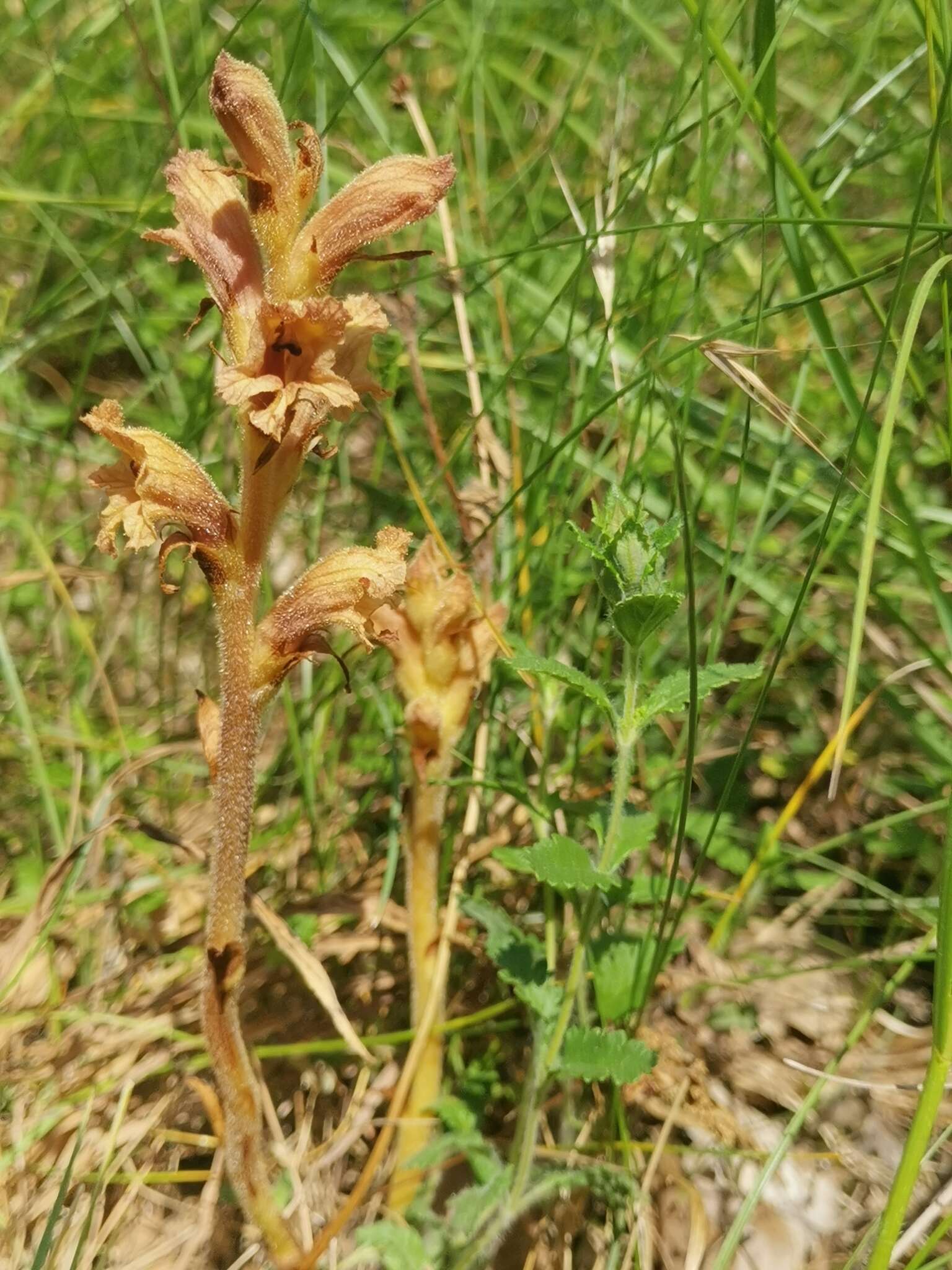 Orobanche teucrii Holandre的圖片