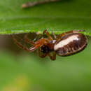 Image of Singa nitidula C. L. Koch 1844