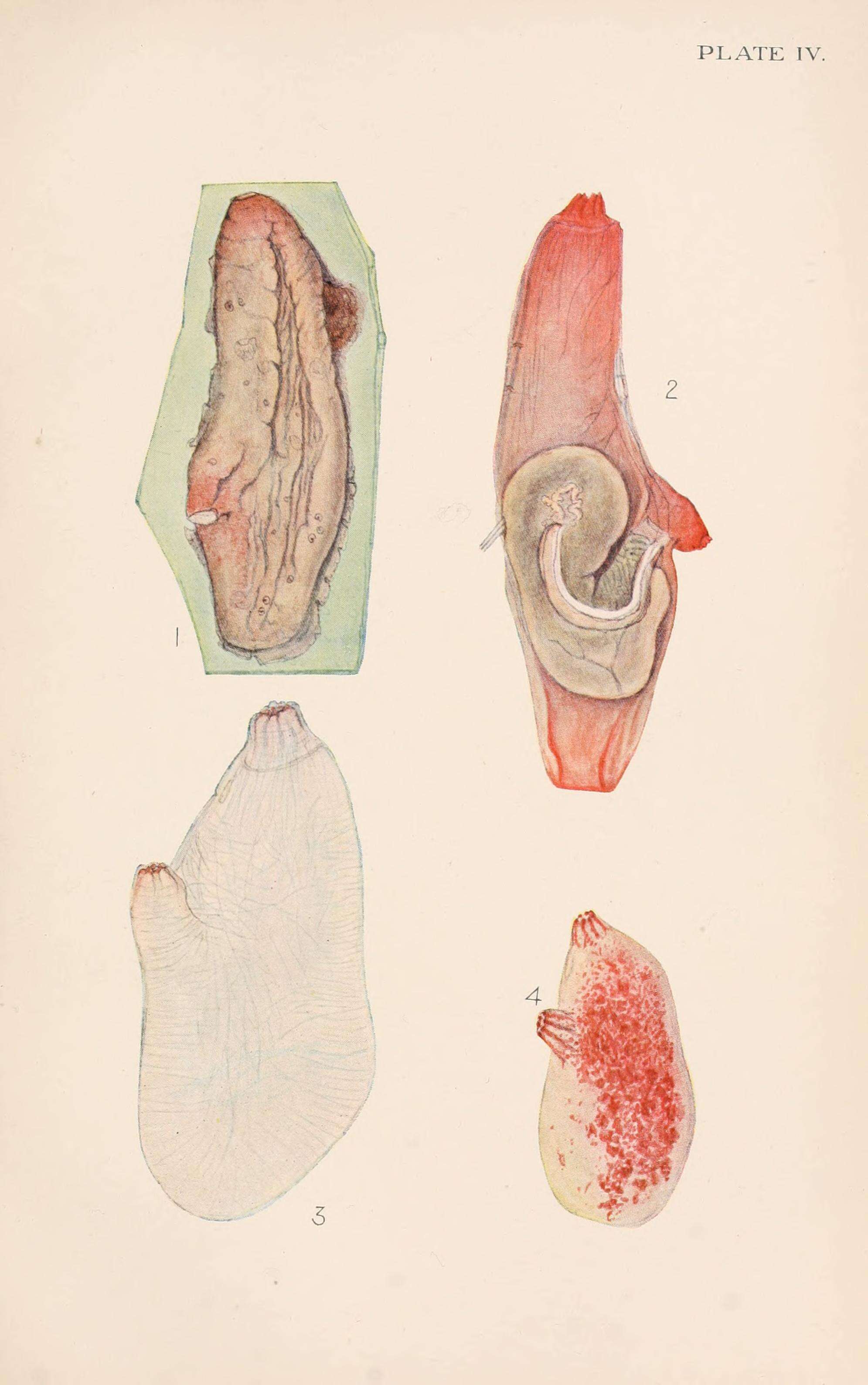 Image of Ascidia mentula Müller 1776