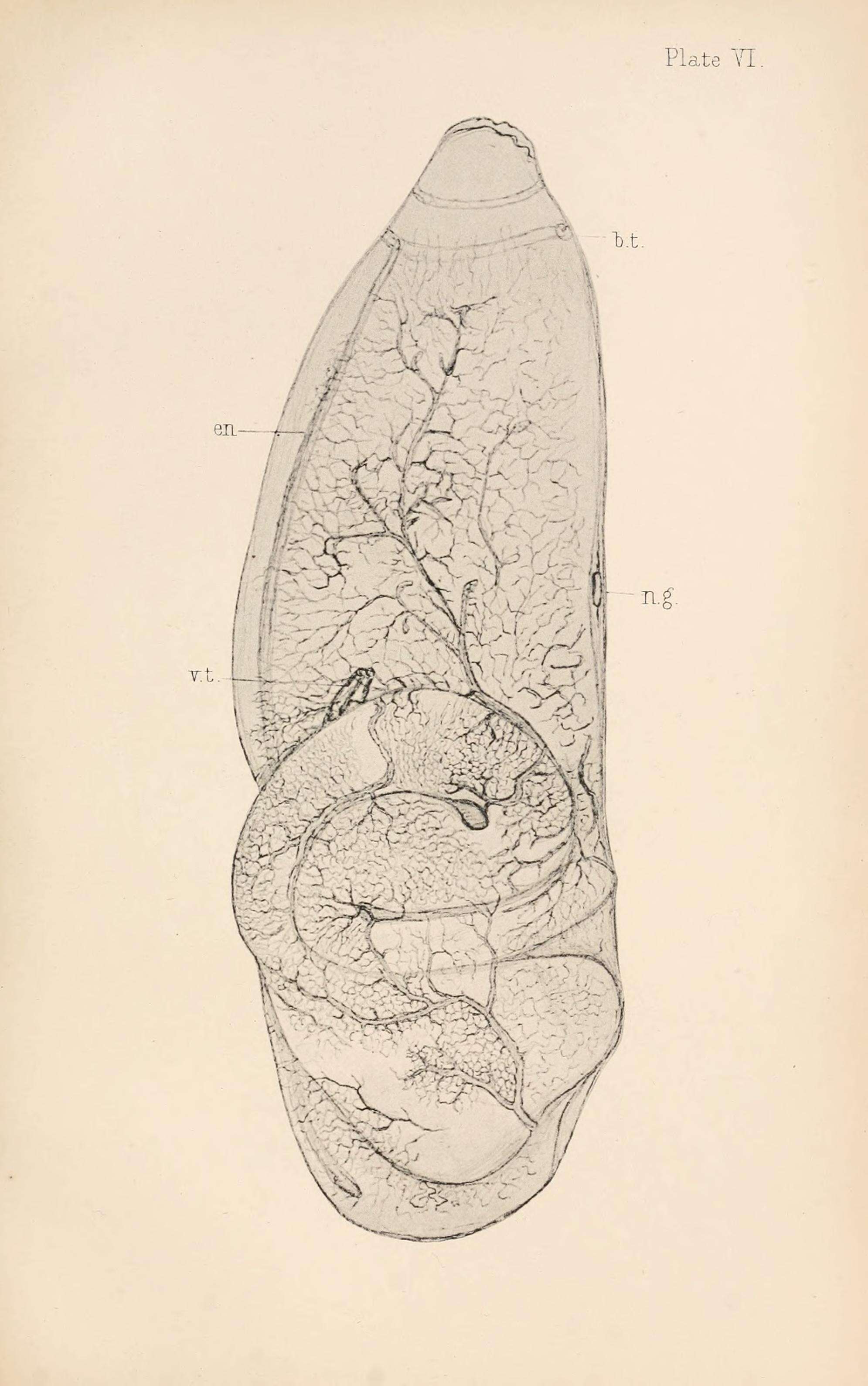 Image of Ascidia mentula Müller 1776