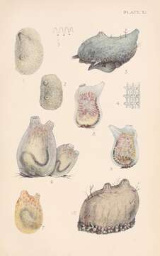 Image of Ascidiella Roule 1884