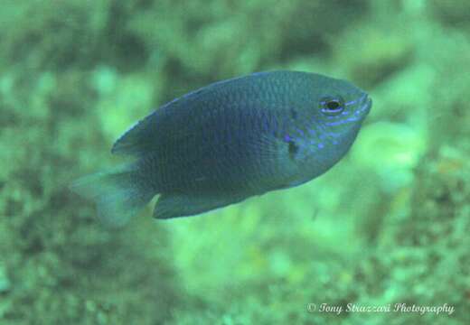 Image of Australian damsel