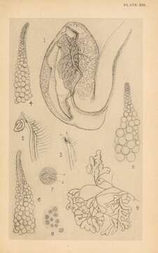 Image of Ascidiella Roule 1884