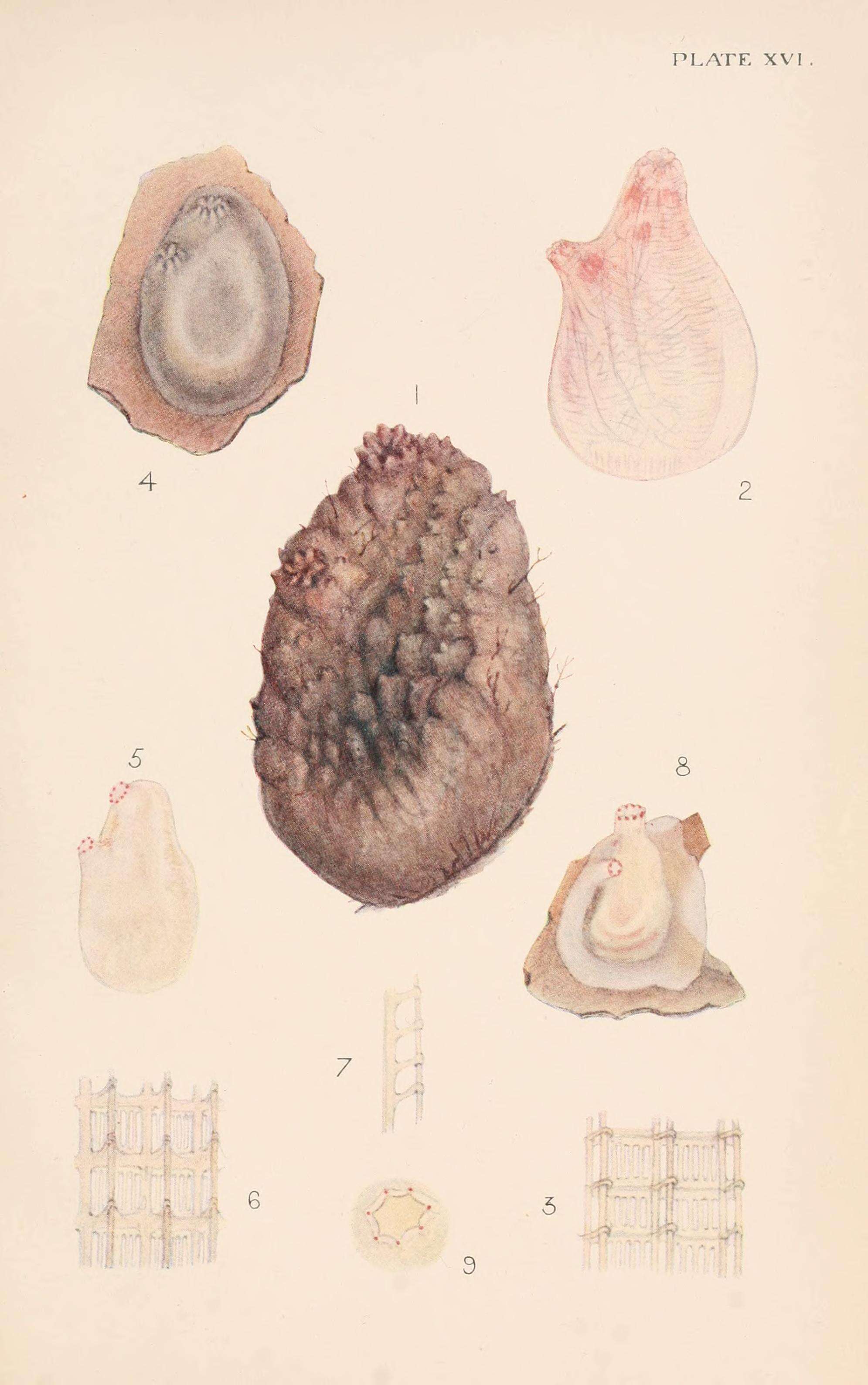 Image of Ascidiella Roule 1884