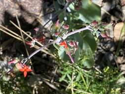 Image of Kalanchoe waterbergensis van Jaarsv.