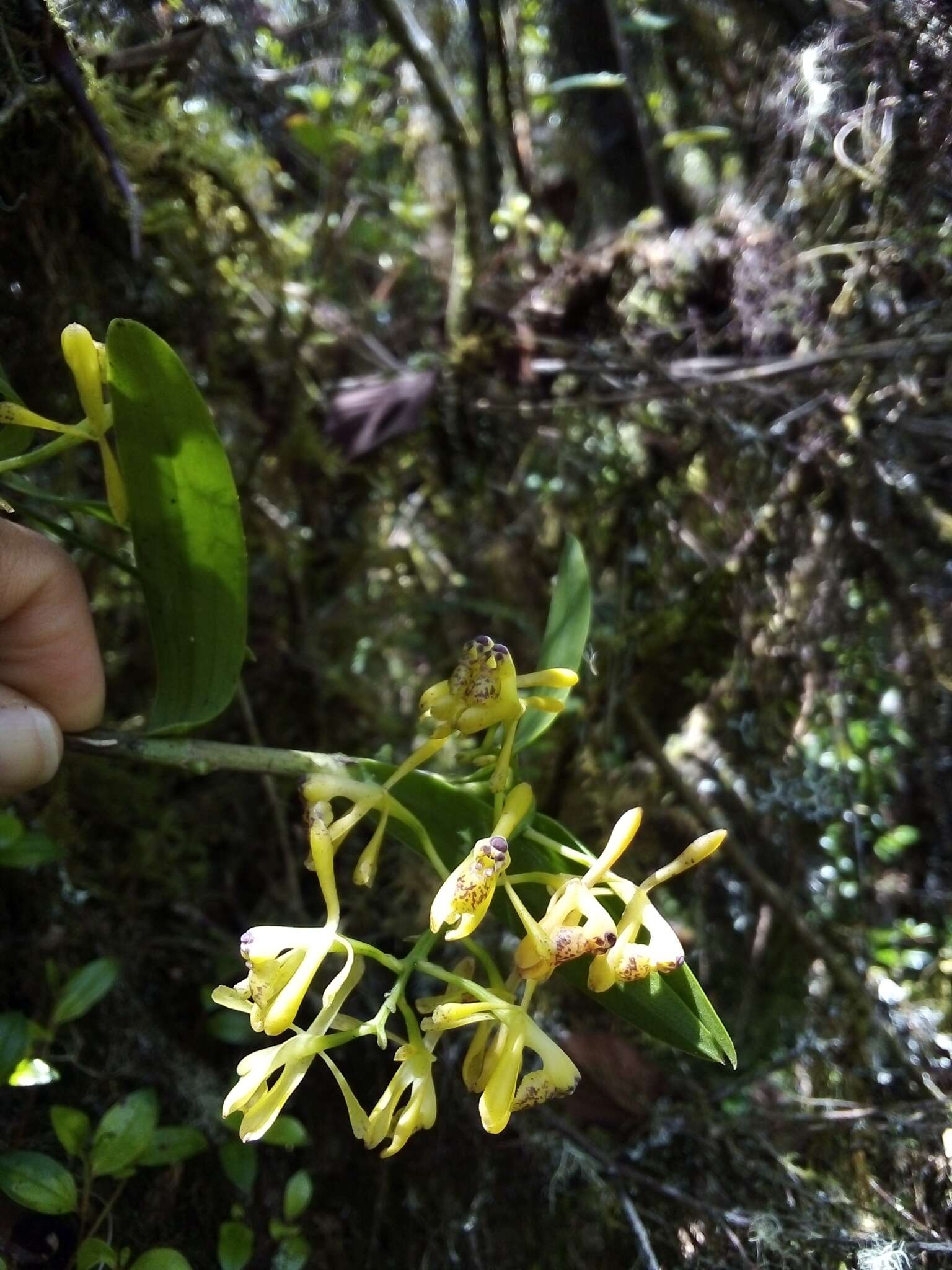 Image of Epidendrum erosum Ames & C. Schweinf.