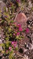 Image of purple mountainheath