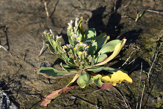 Imagem de Limonium tetragonum (Thunb.) Bullock