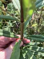 Image of Whorled Sunflower