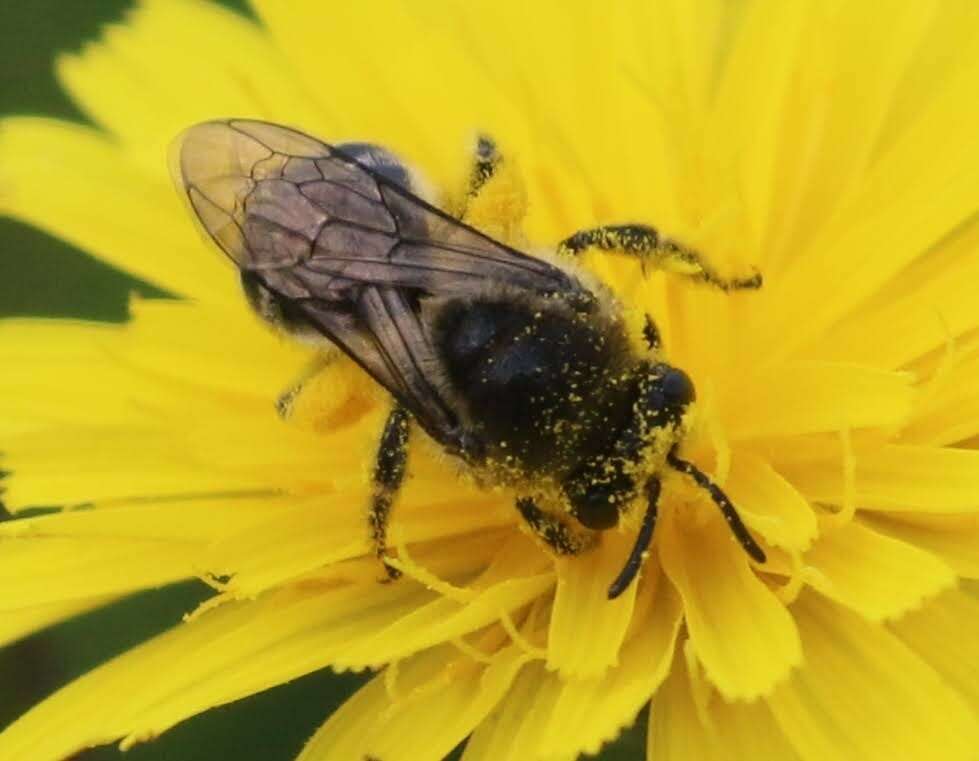 Image of Colletes compactus compactus Cresson 1868