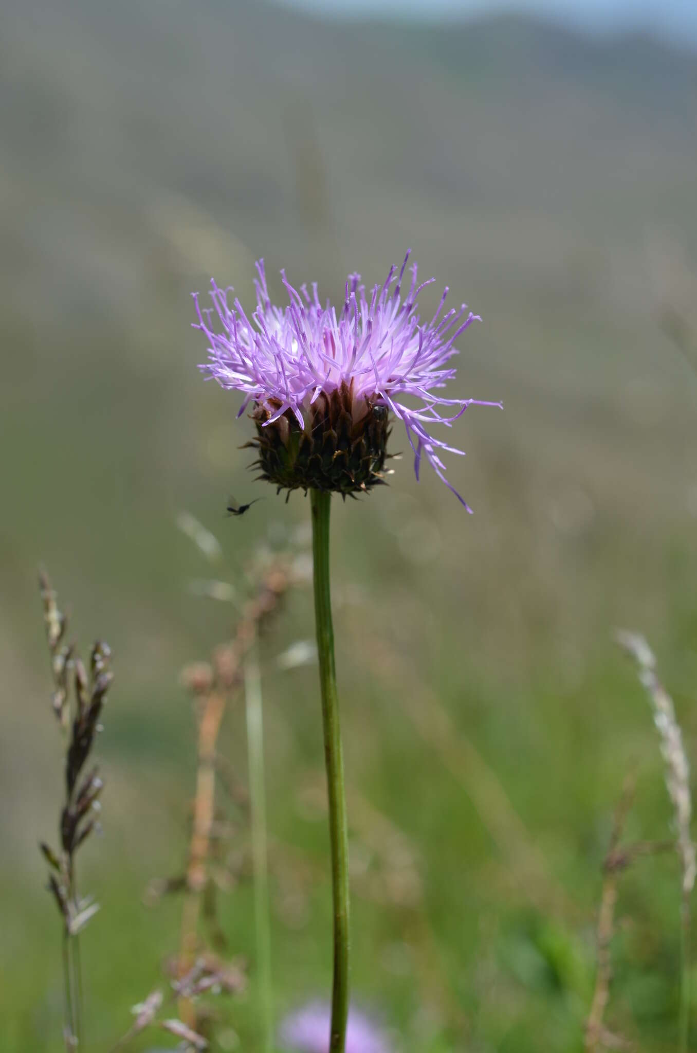 Image of Klasea marginata (Tausch) Kitag.