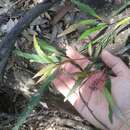 Image of Grevillea longifolia R. Br.