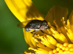 Stomorhina lunata (Fabricius 1805) resmi