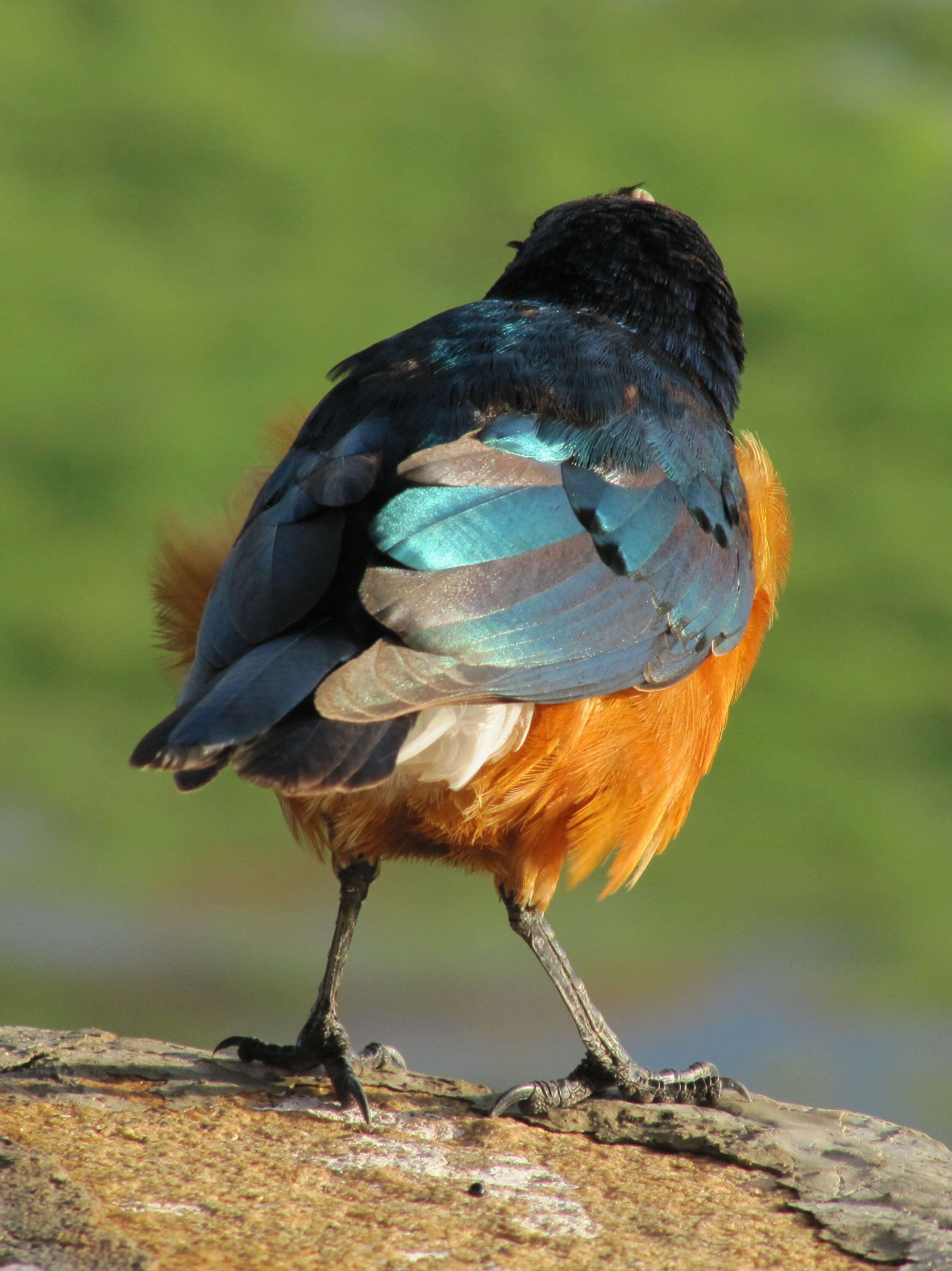 Image of Superb Starling