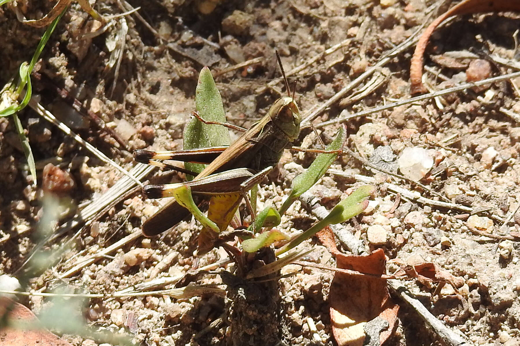 Image of Caledia captiva (Fabricius 1775)