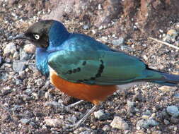 Image of Superb Starling