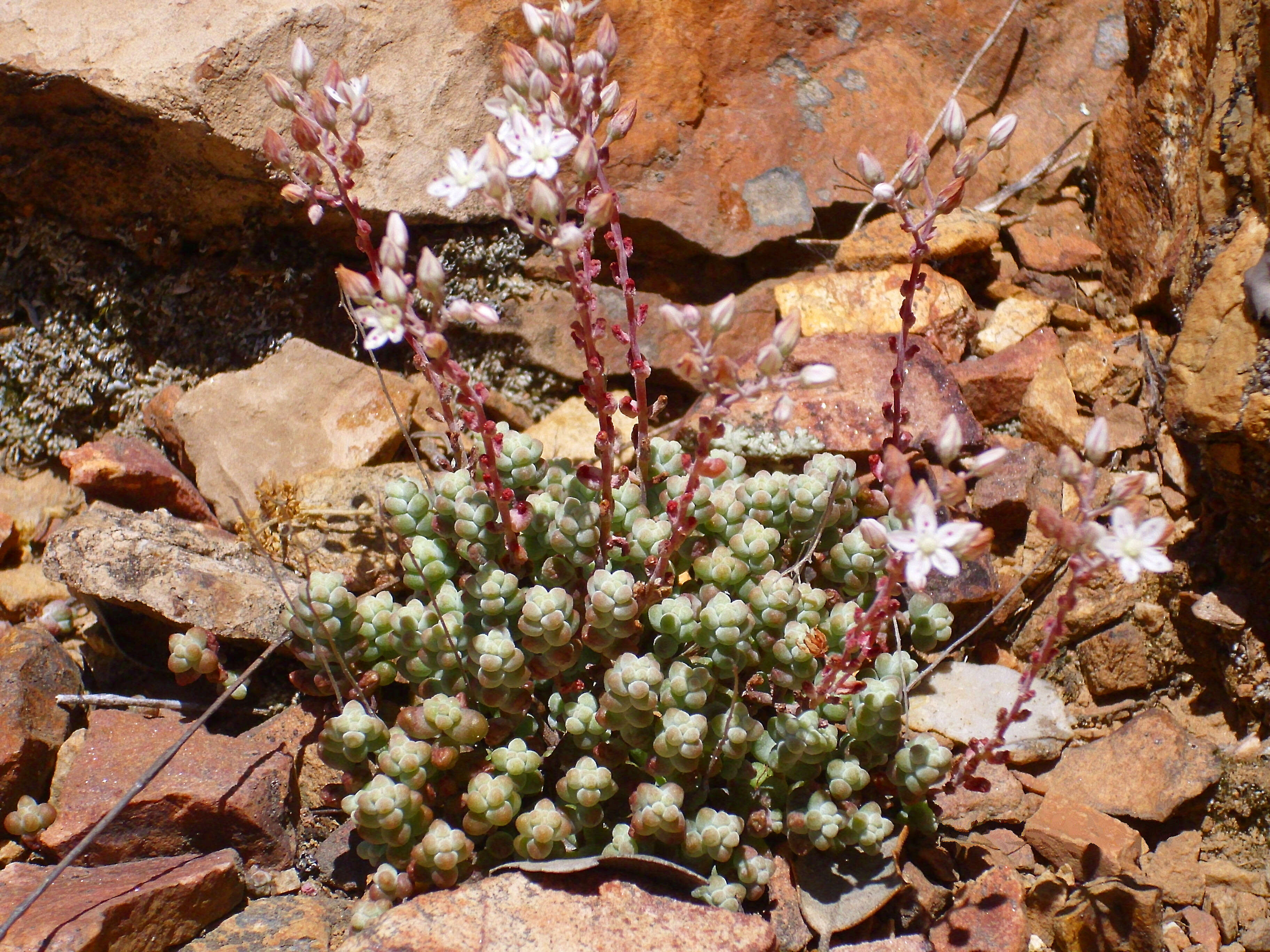 Image of Sedum brevifolium DC.