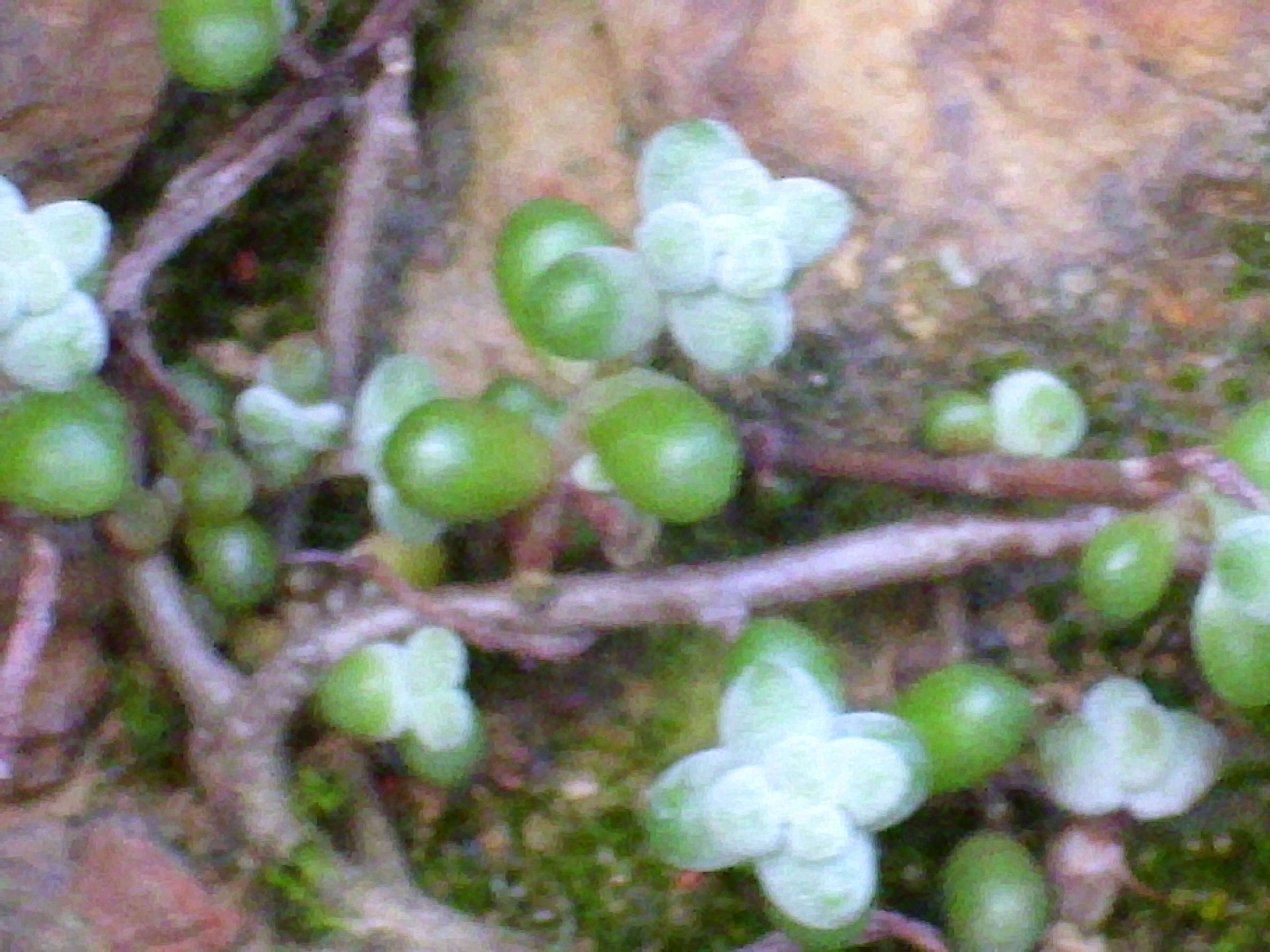 Image of Sedum brevifolium DC.