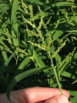 Imagem de Brachiaria fasciculata (Sw.) Parodi