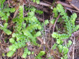 Image of Toothed-leaved Clubmoss