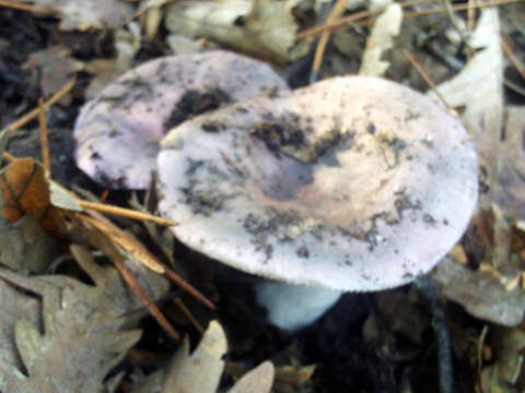 Image of Russula cyanoxantha (Schaeff.) Fr. 1863