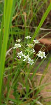 Image of Alepidea setifera N. E. Br.