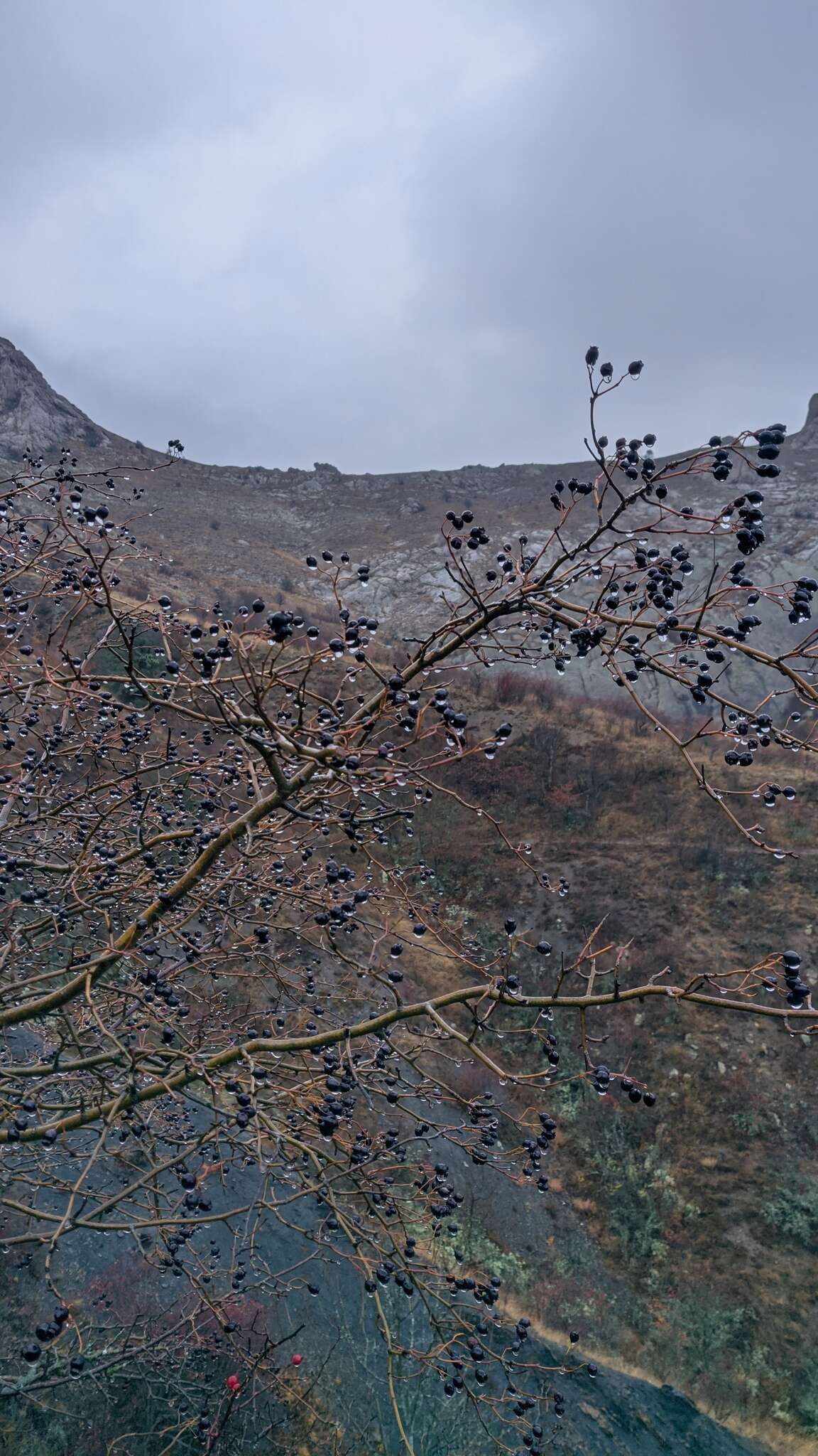 Image of Small-flowered Black Hawthorn