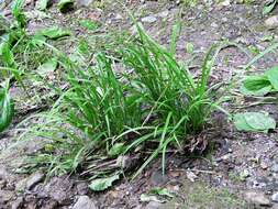 Слика од Carex bostrychostigma Maxim.