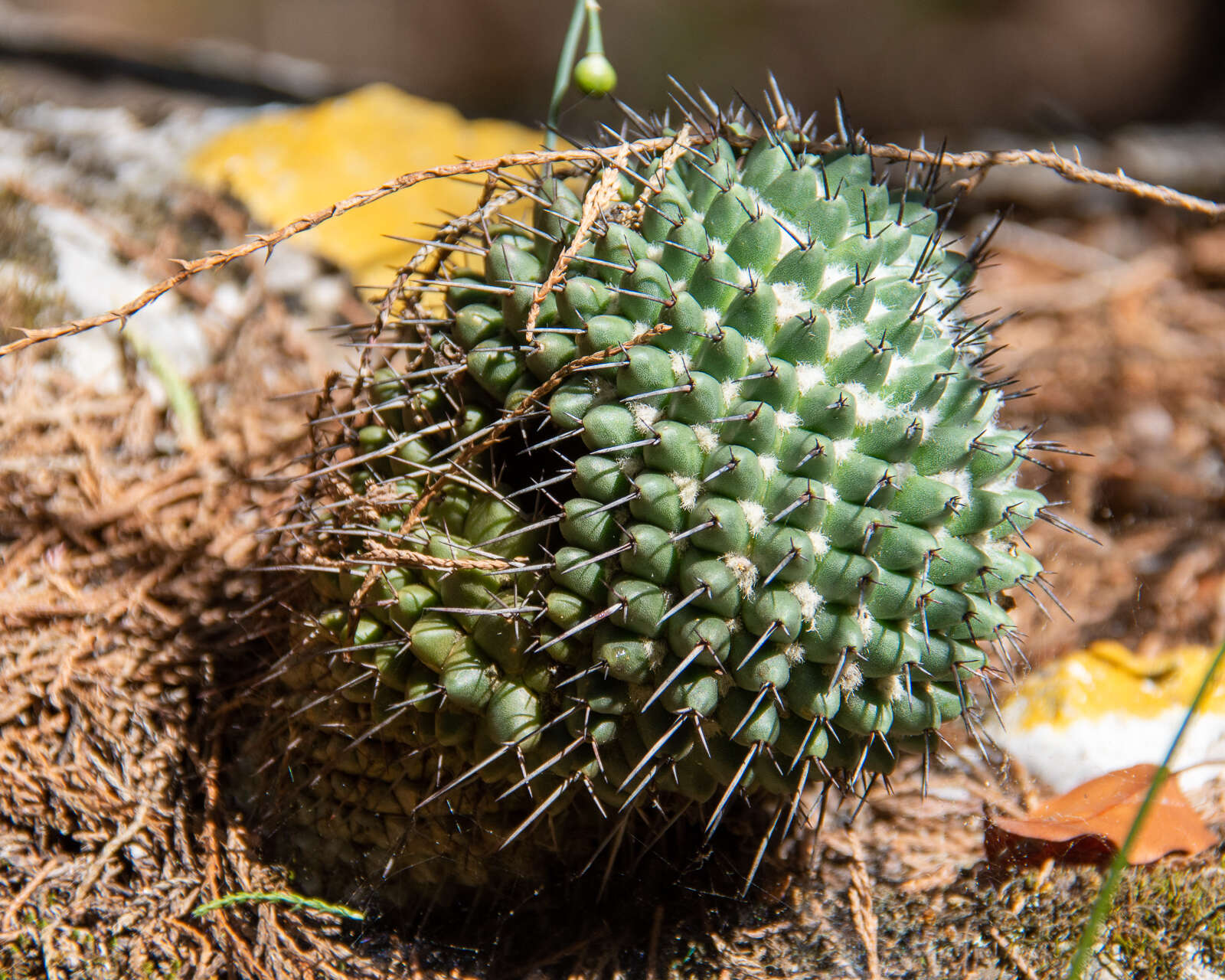 Mammillaria orcuttii Boed.的圖片