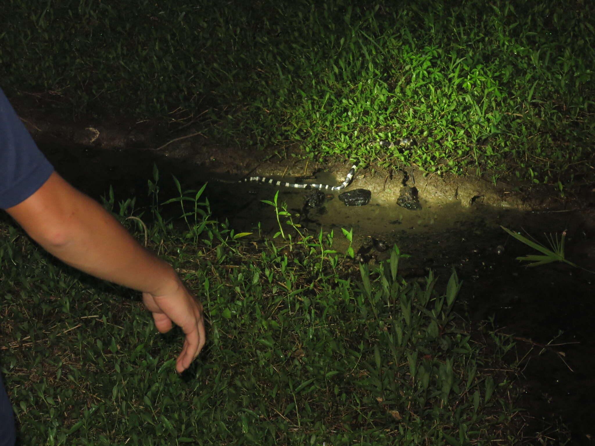 Image of Many-banded Krait