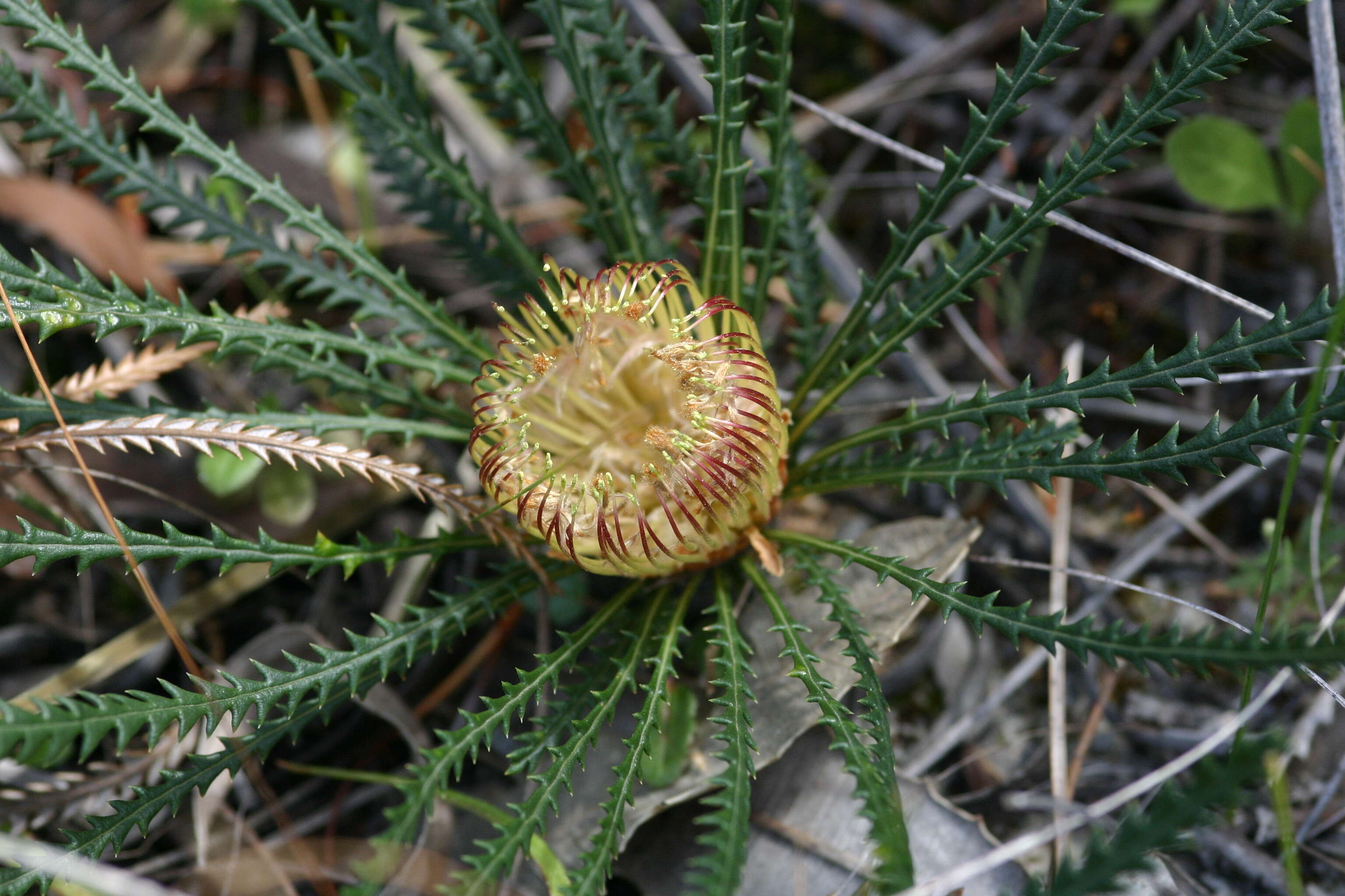 Image of Banksia dallanneyi A. R. Mast & K. R. Thiele