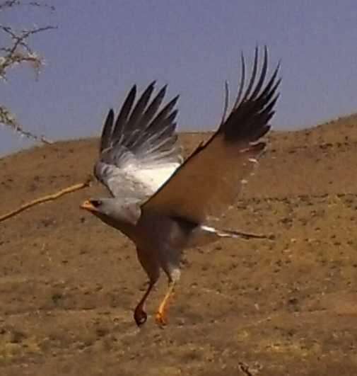 Image of Melierax canorus argentior Clancey 1960