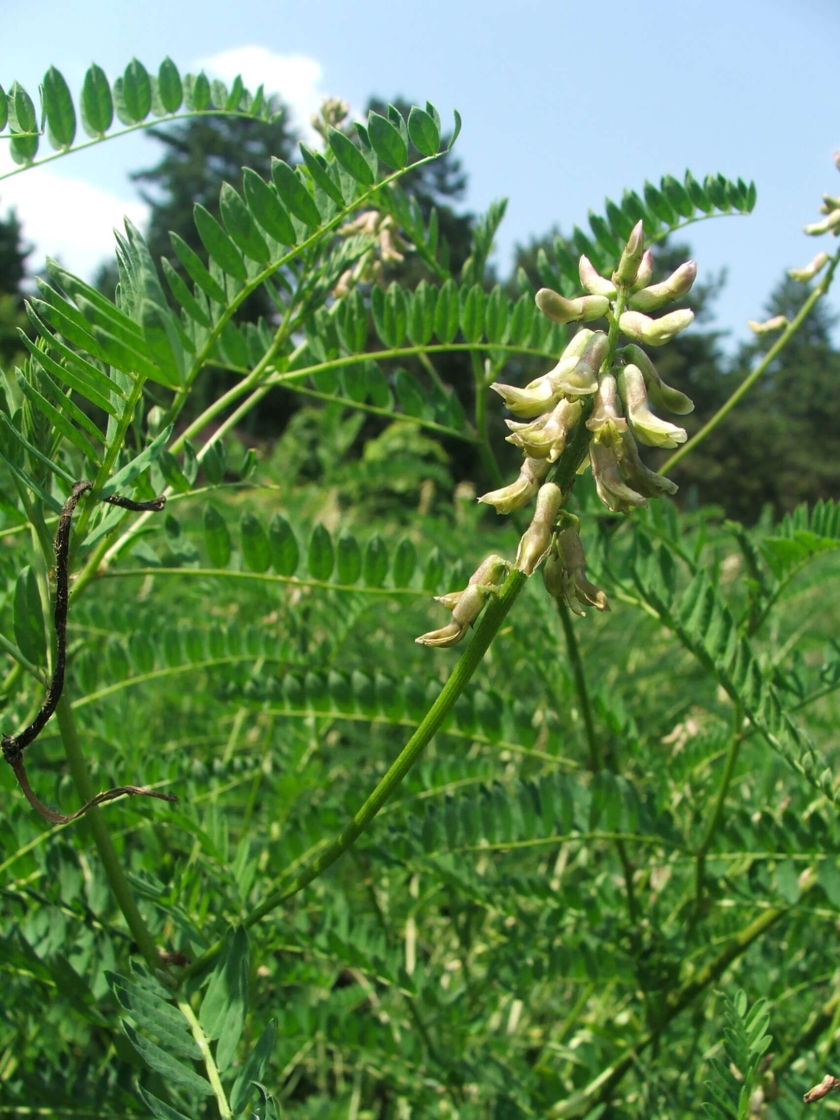 Image of Russian milkvetch