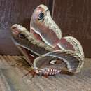 Image of Glover's Silkmoth