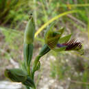 Calochilus herbaceus Lindl.的圖片